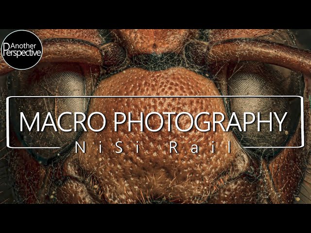 High Magnification Macro Photography with Nisi Macro Rail