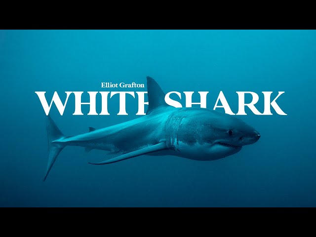 Australia Shark Attack | Cinematic Video