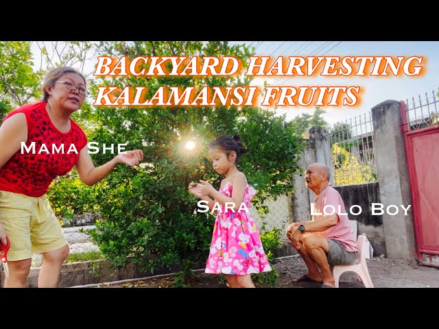BACKYARD HARVESTING CALAMANSI (CITRUS FRUITS) WITH GRANDPA BOY l FoodPH Atbp