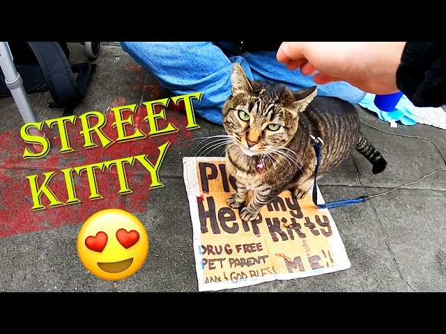 Seattle Homeless Street Kitty Cat Named Blue - TRAVEL VLOG