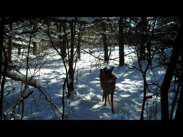 Deers are Stalking Us!