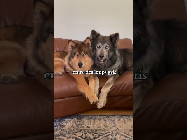 Chiens loups incroyable #chien #loup #animaux
