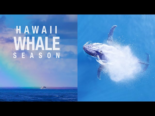 Beautiful humpback whale footage in Hawaii