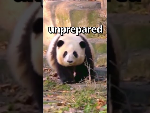 Is This the CUTEST Panda Ever 🤣 | Wholesome Animals