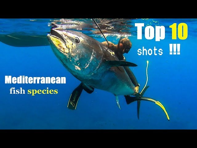 TOP 10  BEST SHOTS PESCA SUB Mediterranean fish