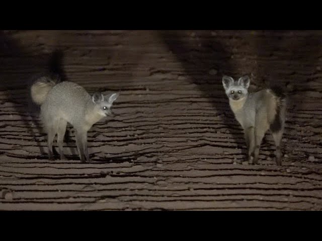 Bat-eared Foxes - Serengeti National Park, Tanzania - 2023, by John M.  Uscian