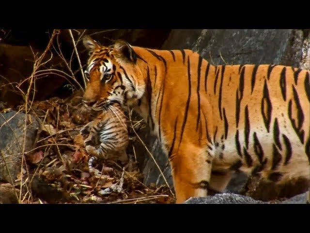 5 Amazing Animal Behaviours Caught on Spy Camera | BBC Earth