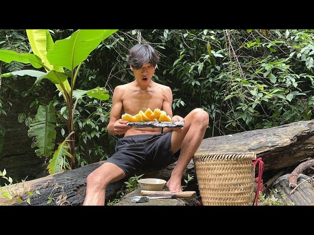Survive in the tropical forest Find fruit as food / Free Life