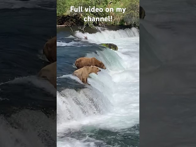 MASSIVE GRIZZLY BEAR fishing on Waterfall!
