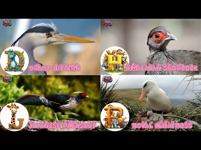 ABC Bird Animals song | Learn Alphabets | English and Animals for Kids | Alphabets Kids Song