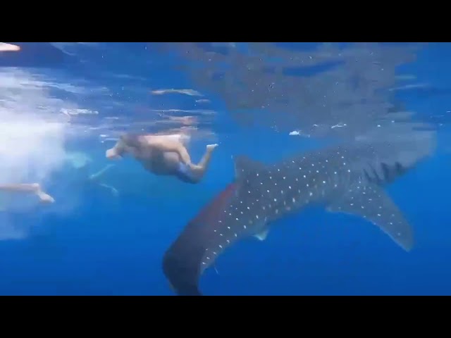 the whale shark episode 1😁😁