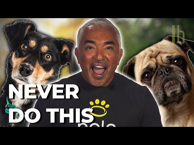 How to Introduce Yourself to a Dog, According to Cesar Millan