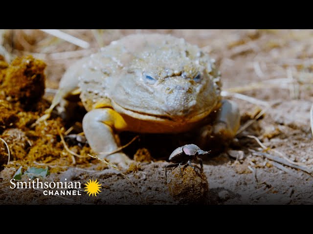 Dung Beetles Are Dinner for This Giant Bullfrog 🐸 Dung Dynasty | Smithsonian Channel