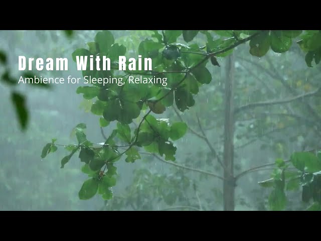 Science Says Rain Makes You Smarter (Listen to This While You Work!) #rain  #work #sleep #healing