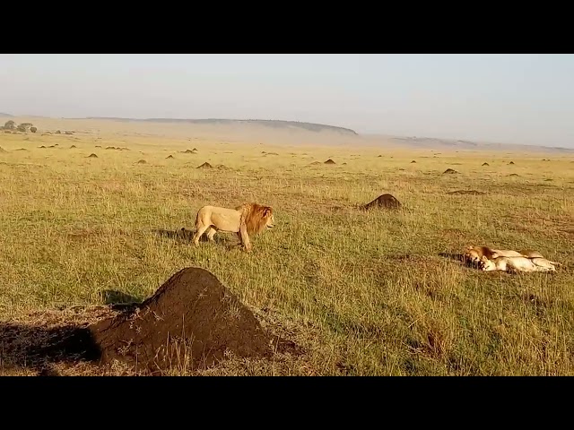 Male lions fighting on the Massai Mara
