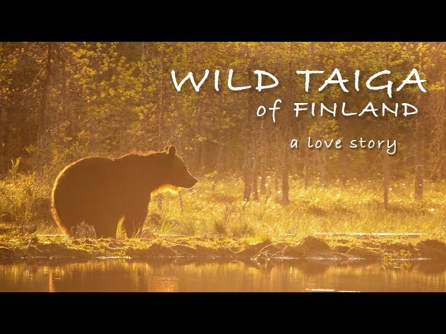 WILD TAIGA OF FINLAND - A LOVE STORY | Wildlife Photography, Photo Blind, Bears and Wolves