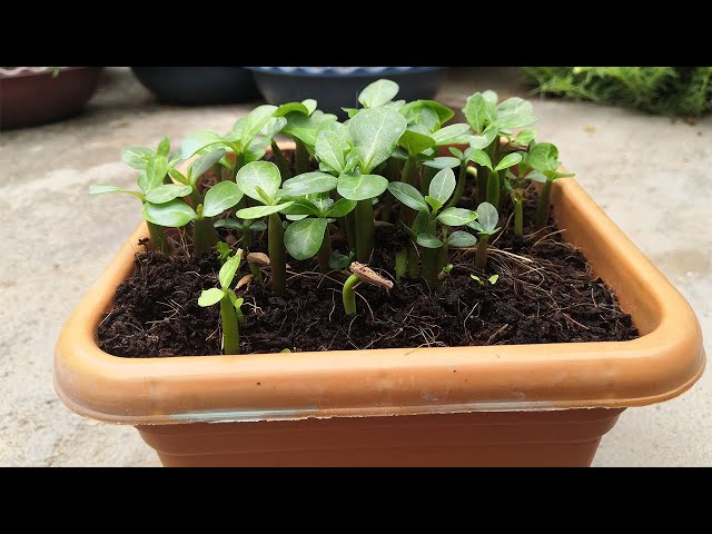 How to successfully grow adenium from seeds | Growing adenium from seeds
