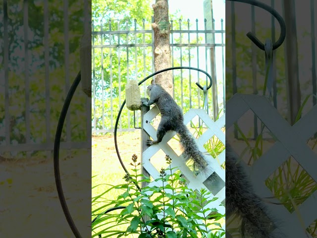 Squirrel’s adventure for corn || Kenzy Story #squirrellovers #squirrel #wildlife #cuteanimals