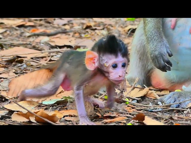 Oh sad! The cute baby monkey is so angry and screaming at its aunt