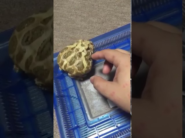 Cute frog screaming