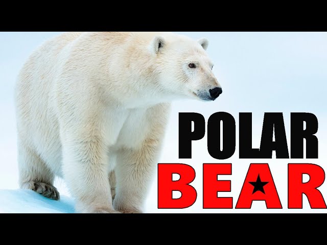 Polar Bear -  The Largest Bear in the World