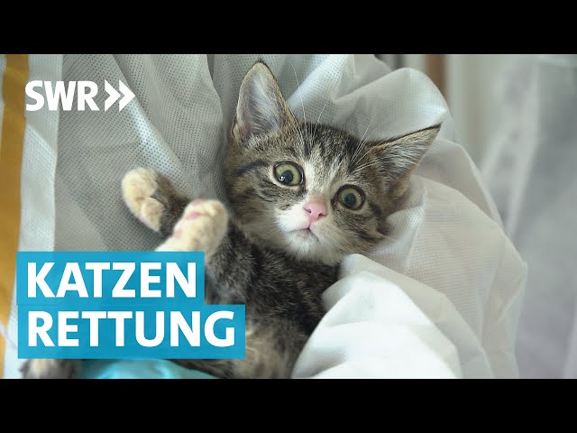 Tierretter mit Herz retten Haustiere in Ludwigsburg