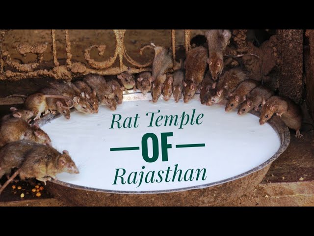 Karni Mata Temple [BIKANER] History in Hindi | RAT TEMPLE in DESHNOK | White Mouse Significance