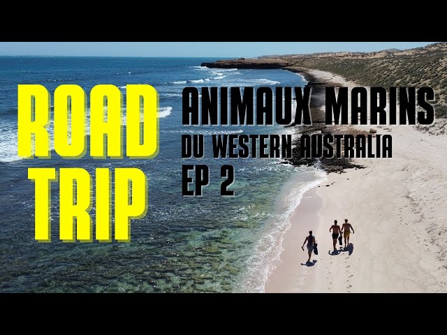 ROAD TRIP EP2: DISCOVER AUSTRALIA'S WHALES AND DOLPHINS