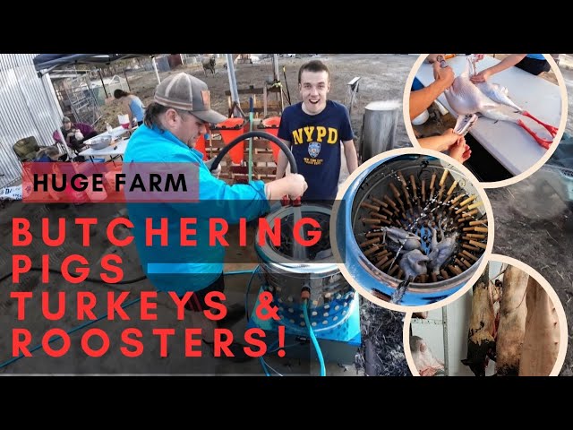 How to BUTCHER 🐖 Pigs 🦃 Turkeys & 🐓 Roosters! HUGE DAY filling the freezers! 🍽