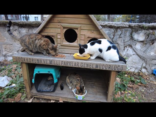 Cats have shelter but has no food