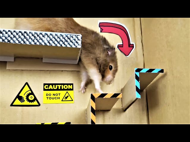 Labyrinth - Hamster maze with traps 4 #shorts
