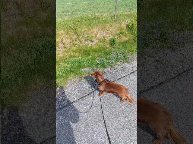 Let's go out and to see cows #dachshund #normalday #shortsvideo