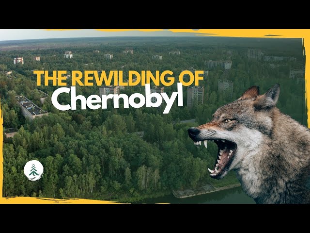The Extreme Rewilding of Chernobyl: this is what happens when humans leave