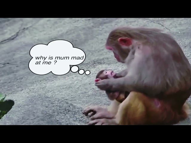 Mother monkey don't love the baby why