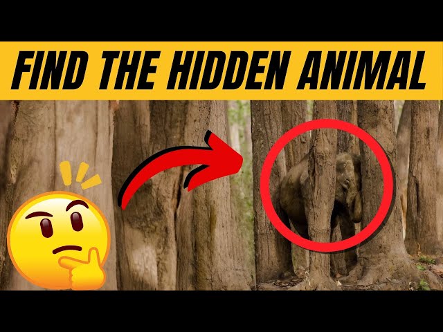 Find the Hidden Animals # 5