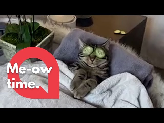 This sassy cat does not want to be disturbed when enjoying his spa day! 🐱 | SWNS