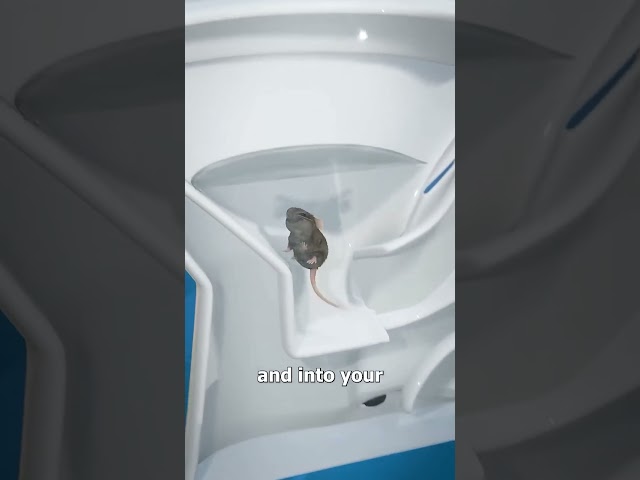 #rat #mouse #funny Bye-bye Mice 🐁 ￼