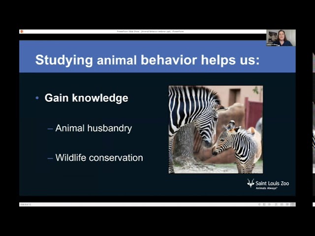 STLZOOm–Animal Behavior Observations