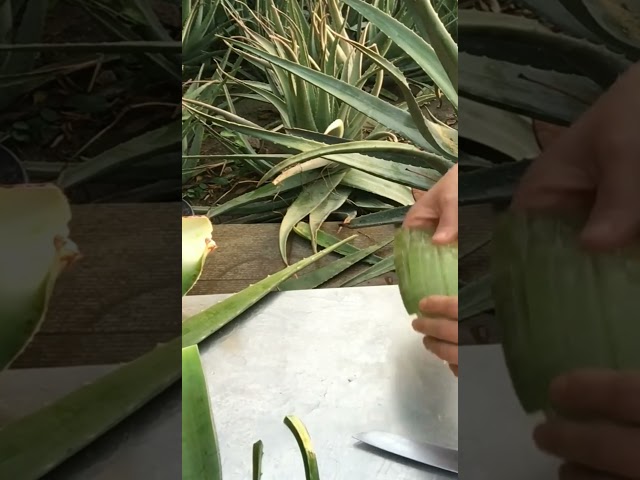 It turns out that dicing aloe vera pulp can be so simple! Have you guys learned