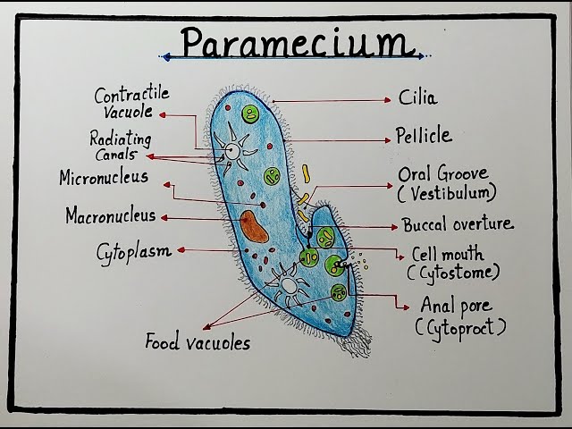 How to draw Paramecium diagram step by step l Paramecium labelled diagram drawing easily