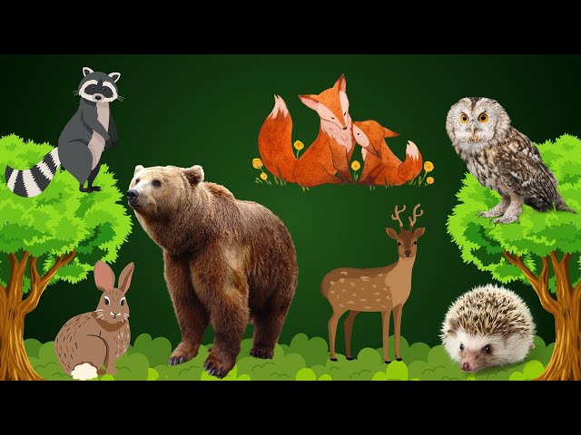 Learn Cute Forest Animals – Bear, Deer, Hedgehog, Fox, Owl, Rabbit, Racoon | Learning Video for Kids