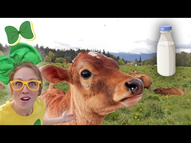 Milking Cows At The Local Dairy Farm & Meeting The Spring Baby Calves