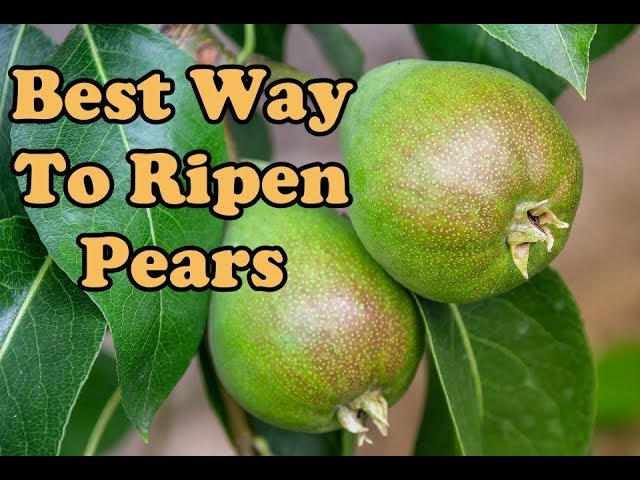 Ripen Pears (Best Way)