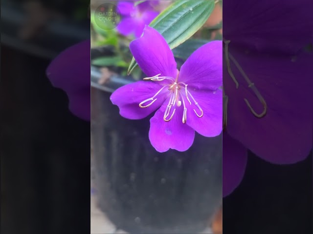Tibouchina semidecandra - Pleroma semidecandrum