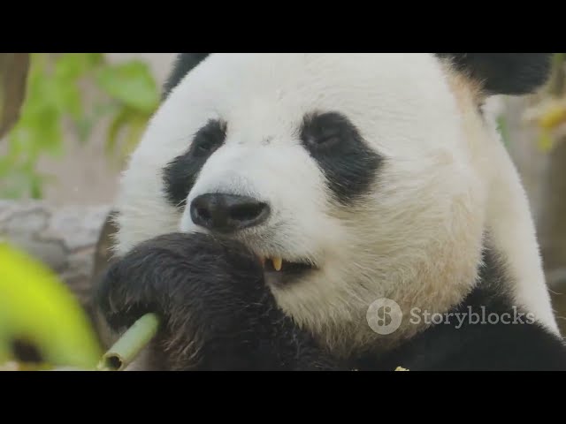 Unveiling The Secret Life of Pandas 🐼 MUST SEE! #panda #animaldocumentary