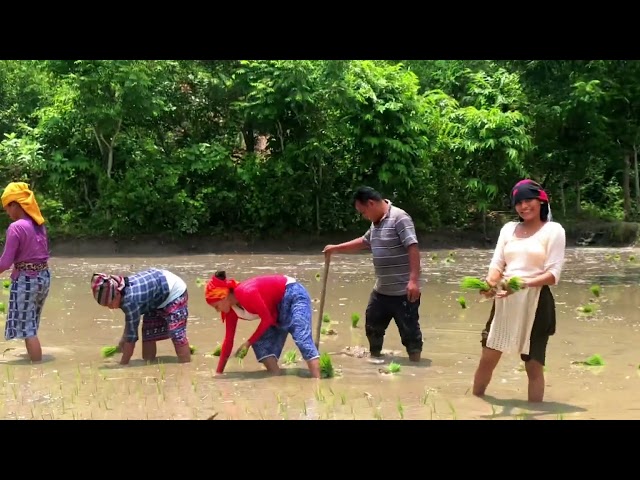 If you like the video of rice planting, please like it