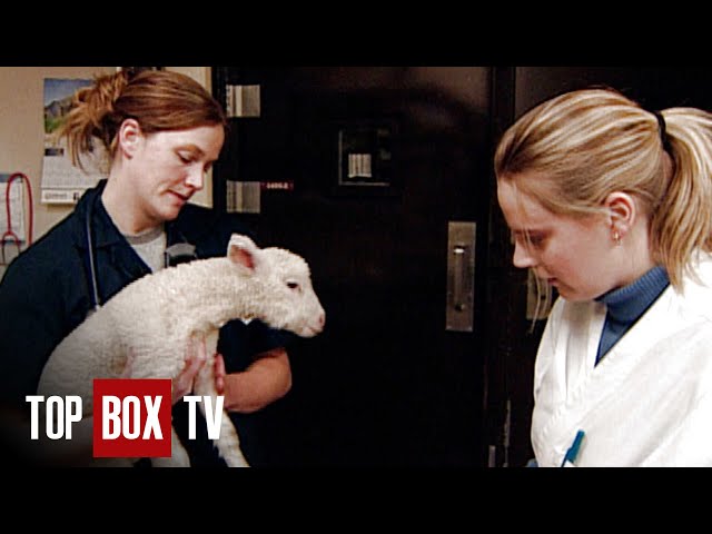 Orphan Lamb Rescue - Campus Vets 106 - Rescuing Riza