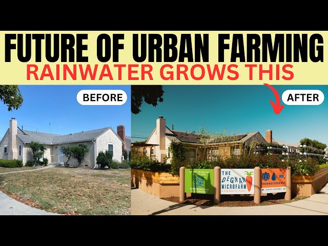The Future Of Urban Farming: LA MicroFarm Grows Food with Rainwater