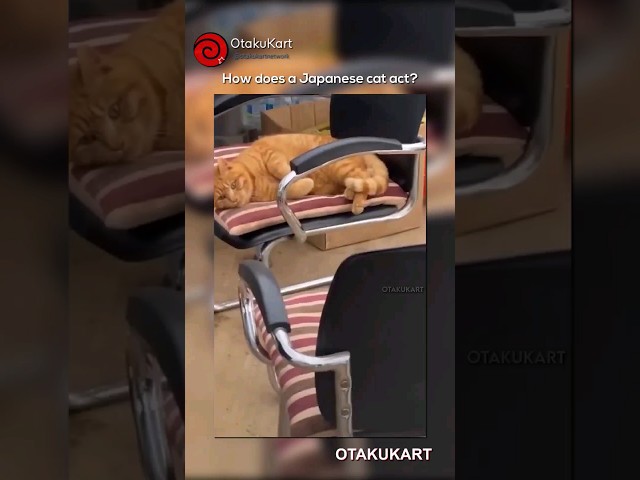 This is how Japanese cats act 😆 #cat #catvideos #japanese  #shorts
