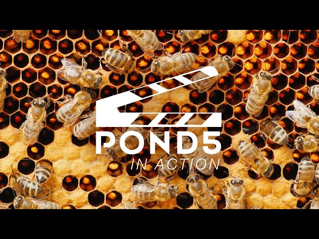 Pond5 in Action: FPV Honey Bee